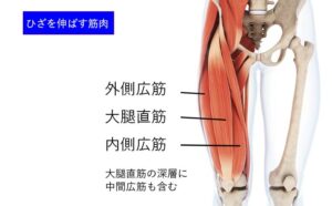 ひざを曲げるときの拮抗筋はひざを伸ばす筋肉ロック
