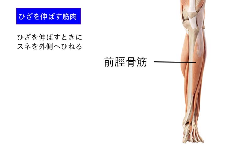ひざを外にひねる筋肉_前脛骨筋
