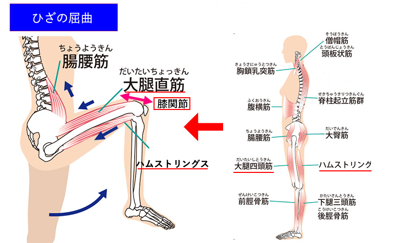 ひざを曲げる動き