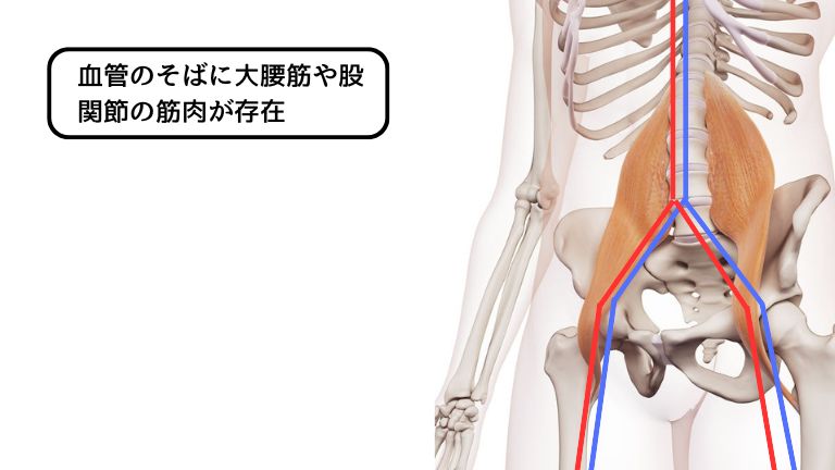 大腰筋と血流
