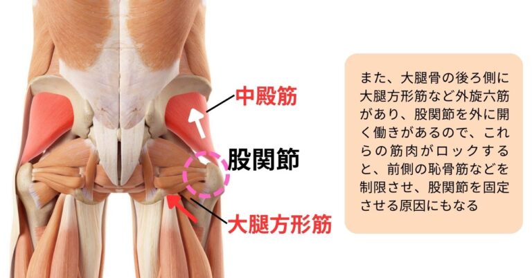 股関節が動かなくなる原因２